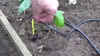 Капельный полив "АкваДуся+60" 